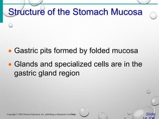 Structure of the Stomach Mucosa
Slide
Copyright © 2003 Pearson Education, Inc. publishing as Benjamin Cummings
 Gastric pits formed by folded mucosa
 Glands and specialized cells are in the
gastric gland region
 