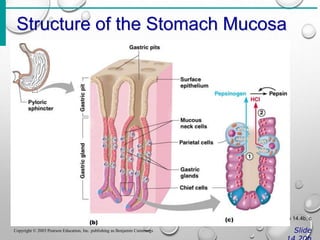 Structure of the Stomach Mucosa
Slide
Copyright © 2003 Pearson Education, Inc. publishing as Benjamin Cummings
Figure 14.4b, c
 