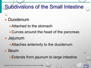 Subdivisions of the Small Intestine
Slide
Copyright © 2003 Pearson Education, Inc. publishing as Benjamin Cummings
 Duodenum
Attached to the stomach
Curves around the head of the pancreas
 Jejunum
Attaches anteriorly to the duodenum
 Ileum
Extends from jejunum to large intestine
 