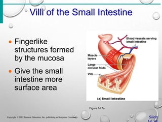 Villi of the Small Intestine
Slide
Copyright © 2003 Pearson Education, Inc. publishing as Benjamin Cummings
 Fingerlike
structures formed
by the mucosa
 Give the small
intestine more
surface area
Figure 14.7a
 