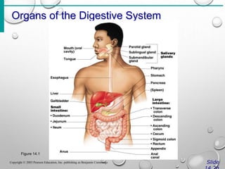 Organs of the Digestive System
Slide
Copyright © 2003 Pearson Education, Inc. publishing as Benjamin Cummings
Figure 14.1
 