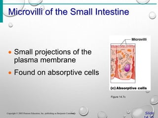 Microvilli of the Small Intestine
Slide
Copyright © 2003 Pearson Education, Inc. publishing as Benjamin Cummings
 Small projections of the
plasma membrane
 Found on absorptive cells
Figure 14.7c
 