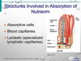 Structures Involved in Absorption of
Nutrients
Slide
Copyright © 2003 Pearson Education, Inc. publishing as Benjamin Cummings
 Absorptive cells
 Blood capillaries
 Lacteals (specialized
lymphatic capillaries)
Figure 14.7b
 