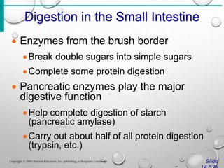Digestion in the Small Intestine
Slide
Copyright © 2003 Pearson Education, Inc. publishing as Benjamin Cummings
 Enzymes from the brush border
Break double sugars into simple sugars
Complete some protein digestion
 Pancreatic enzymes play the major
digestive function
Help complete digestion of starch
(pancreatic amylase)
Carry out about half of all protein digestion
(trypsin, etc.)
 