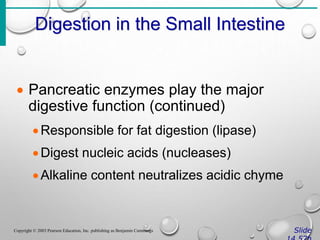 Digestion in the Small Intestine
Slide
Copyright © 2003 Pearson Education, Inc. publishing as Benjamin Cummings
 Pancreatic enzymes play the major
digestive function (continued)
Responsible for fat digestion (lipase)
Digest nucleic acids (nucleases)
Alkaline content neutralizes acidic chyme
 