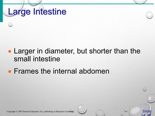 Large Intestine
Slide
Copyright © 2003 Pearson Education, Inc. publishing as Benjamin Cummings
 Larger in diameter, but shorter than the
small intestine
 Frames the internal abdomen
 