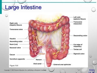Large Intestine
Slide
Copyright © 2003 Pearson Education, Inc. publishing as Benjamin Cummings
Figure 14.8
 