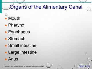 Organs of the Alimentary Canal
Slide 14.3
Copyright © 2003 Pearson Education, Inc. publishing as Benjamin Cummings
 Mouth
 Pharynx
 Esophagus
 Stomach
 Small intestine
 Large intestine
 Anus
 