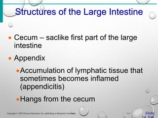 Structures of the Large Intestine
Slide
Copyright © 2003 Pearson Education, Inc. publishing as Benjamin Cummings
 Cecum – saclike first part of the large
intestine
 Appendix
Accumulation of lymphatic tissue that
sometimes becomes inflamed
(appendicitis)
Hangs from the cecum
 