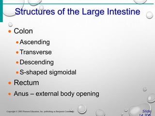 Structures of the Large Intestine
Slide
Copyright © 2003 Pearson Education, Inc. publishing as Benjamin Cummings
 Colon
Ascending
Transverse
Descending
S-shaped sigmoidal
 Rectum
 Anus – external body opening
 