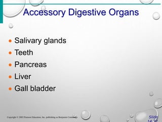 Accessory Digestive Organs
Slide
Copyright © 2003 Pearson Education, Inc. publishing as Benjamin Cummings
 Salivary glands
 Teeth
 Pancreas
 Liver
 Gall bladder
 