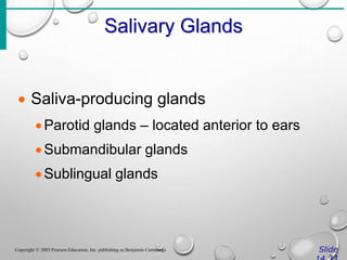 Salivary Glands
Slide
Copyright © 2003 Pearson Education, Inc. publishing as Benjamin Cummings
 Saliva-producing glands
Parotid glands – located anterior to ears
Submandibular glands
Sublingual glands
 