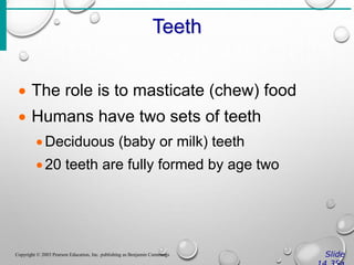 Teeth
Slide
Copyright © 2003 Pearson Education, Inc. publishing as Benjamin Cummings
 The role is to masticate (chew) food
 Humans have two sets of teeth
Deciduous (baby or milk) teeth
20 teeth are fully formed by age two
 