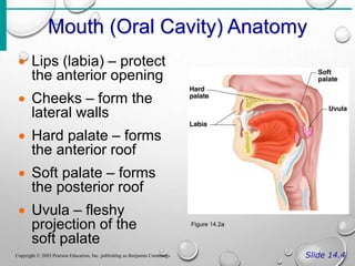Mouth (Oral Cavity) Anatomy
Slide 14.4
Copyright © 2003 Pearson Education, Inc. publishing as Benjamin Cummings
 Lips (labia) – protect
the anterior opening
 Cheeks – form the
lateral walls
 Hard palate – forms
the anterior roof
 Soft palate – forms
the posterior roof
 Uvula – fleshy
projection of the
soft palate
Figure 14.2a
 
