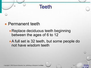 Teeth
Slide
Copyright © 2003 Pearson Education, Inc. publishing as Benjamin Cummings
 Permanent teeth
Replace deciduous teeth beginning
between the ages of 6 to 12
A full set is 32 teeth, but some people do
not have wisdom teeth
 