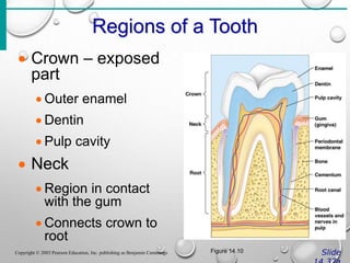 Regions of a Tooth
Slide
Copyright © 2003 Pearson Education, Inc. publishing as Benjamin Cummings
 Crown – exposed
part
 Outer enamel
 Dentin
 Pulp cavity
 Neck
 Region in contact
with the gum
 Connects crown to
root
Figure 14.10
 