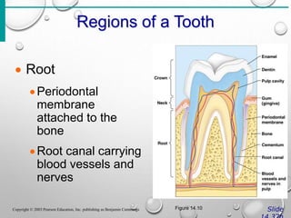 Regions of a Tooth
Slide
Copyright © 2003 Pearson Education, Inc. publishing as Benjamin Cummings
 Root
Periodontal
membrane
attached to the
bone
Root canal carrying
blood vessels and
nerves
Figure 14.10
 