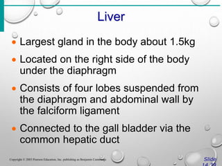 Liver
Slide
Copyright © 2003 Pearson Education, Inc. publishing as Benjamin Cummings
 Largest gland in the body about 1.5kg
 Located on the right side of the body
under the diaphragm
 Consists of four lobes suspended from
the diaphragm and abdominal wall by
the falciform ligament
 Connected to the gall bladder via the
common hepatic duct
 