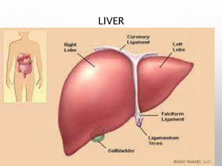 LIVER
 