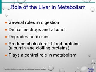 Role of the Liver in Metabolism
Slide
Copyright © 2003 Pearson Education, Inc. publishing as Benjamin Cummings
 Several roles in digestion
 Detoxifies drugs and alcohol
 Degrades hormones
 Produce cholesterol, blood proteins
(albumin and clotting proteins)
 Plays a central role in metabolism
 