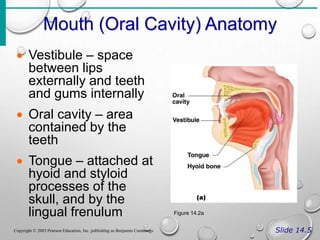 Mouth (Oral Cavity) Anatomy
Slide 14.5
Copyright © 2003 Pearson Education, Inc. publishing as Benjamin Cummings
 Vestibule – space
between lips
externally and teeth
and gums internally
 Oral cavity – area
contained by the
teeth
 Tongue – attached at
hyoid and styloid
processes of the
skull, and by the
lingual frenulum Figure 14.2a
 