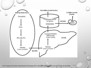 From Trowers and Tischler Gastrointestinal Physiology 2014 in SpringerImages database (non-commercial use permitted)
 