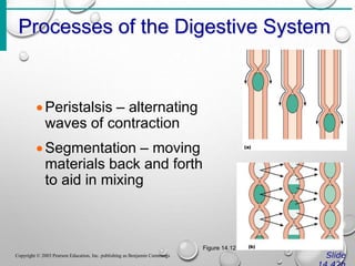 Processes of the Digestive System
Slide
Copyright © 2003 Pearson Education, Inc. publishing as Benjamin Cummings
Peristalsis – alternating
waves of contraction
Segmentation – moving
materials back and forth
to aid in mixing
Figure 14.12
 