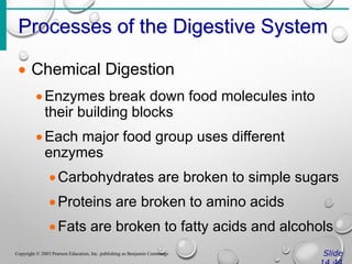 Processes of the Digestive System
Slide
Copyright © 2003 Pearson Education, Inc. publishing as Benjamin Cummings
 Chemical Digestion
Enzymes break down food molecules into
their building blocks
Each major food group uses different
enzymes
Carbohydrates are broken to simple sugars
Proteins are broken to amino acids
Fats are broken to fatty acids and alcohols
 