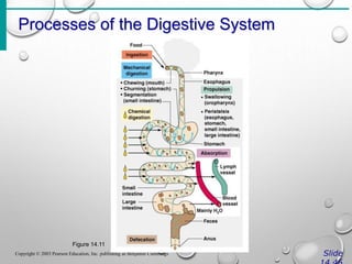 Processes of the Digestive System
Slide
Copyright © 2003 Pearson Education, Inc. publishing as Benjamin Cummings
Figure 14.11
 
