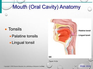 Mouth (Oral Cavity) Anatomy
Slide 14.6
Copyright © 2003 Pearson Education, Inc. publishing as Benjamin Cummings
 Tonsils
Palatine tonsils
Lingual tonsil
Figure 14.2a
 