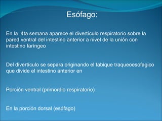 Esófago: En la  4ta semana aparece el divertículo respiratorio sobre la pared ventral del intestino anterior a nivel de la unión con intestino faríngeo Del divertículo se separa originando el tabique traqueoesofagico que divide el intestino anterior en Porción ventral (primordio respiratorio)  En la porción dorsal (esófago)  