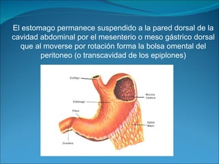 El estomago permanece suspendido a la pared dorsal de la cavidad abdominal por el mesenterio o meso gástrico dorsal que al moverse por rotación forma la bolsa omental del peritoneo (o transcavidad de los epiplones) 