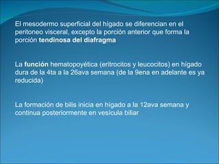 El mesodermo superficial del hígado se diferencian en el peritoneo visceral, excepto la porción anterior que forma la porción  tendinosa del diafragma   La  función  hematopoyética (eritrocitos y leucocitos) en hígado dura de la 4ta a la 26ava semana (de la 9ena en adelante es ya reducida) La formación de bilis inicia en hígado a la 12ava semana y continua posteriormente en vesícula biliar 