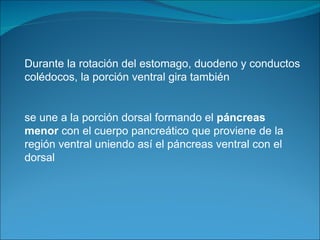 Durante la rotación del estomago, duodeno y conductos colédocos, la porción ventral gira también  se une a la porción dorsal formando el  páncreas menor  con el cuerpo pancreático que proviene de la región ventral uniendo así el páncreas ventral con el dorsal 