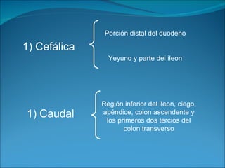 Cefálica Porción distal del duodeno Yeyuno y parte del ileon Caudal Región inferior del ileon, ciego, apéndice, colon ascendente y los primeros dos tercios del colon transverso 
