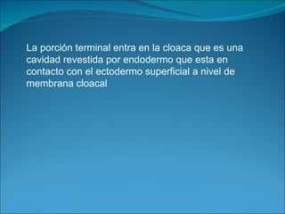 La porción terminal entra en la cloaca que es una cavidad revestida por endodermo que esta en contacto con el ectodermo superficial a nivel de membrana cloacal 
