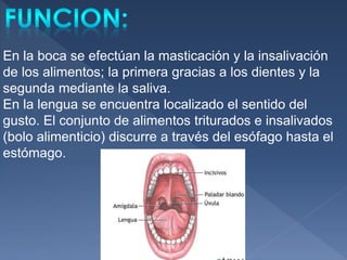 En la boca se efectúan la masticación y la insalivación
de los alimentos; la primera gracias a los dientes y la
segunda mediante la saliva.
En la lengua se encuentra localizado el sentido del
gusto. El conjunto de alimentos triturados e insalivados
(bolo alimenticio) discurre a través del esófago hasta el
estómago.
 
