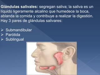 Glándulas salivales: segregan saliva; la saliva es un
líquido ligeramente alcalino que humedece la boca,
ablanda la comida y contribuye a realizar la digestión.
Hay 3 pares de glándulas salivares:
 Submandibular
 Parótida
 Sublingual
 