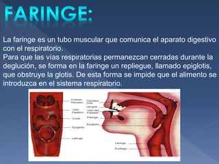 La faringe es un tubo muscular que comunica el aparato digestivo
con el respiratorio.
Para que las vías respiratorias permanezcan cerradas durante la
deglución, se forma en la faringe un repliegue, llamado epiglotis,
que obstruye la glotis. De esta forma se impide que el alimento se
introduzca en el sistema respiratorio.
 