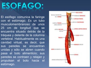 El esófago comunica la faringe
con el estómago. Es un tubo
musculomembranoso de unos
25 cm de longitud que se
encuentra situado detrás de la
tráquea y delante de la columna
vertebral. Habitualmente es una
cavidad virtual, es decir, que
sus paredes se encuentran
unidas y sólo se abren cuando
pasa el bolo alimenticio; sus
paredes se contraen y relajan y
propulsan el bolo hacia el
estómago.
 