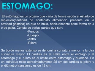 El estómago es un órgano que varía de forma según el estado de
repleción(cantidad de contenido alimenticio presente en la
cavidad gástrica) en que se halla, habitualmente tiene forma de J
o de gaita. Consta de varias partes que son:
-Fundus
-Cuerpo
-Antro
-Píloro
Su borde menos extenso se denomina curvatura menor y la otra
curvatura mayor. El cardias es el límite entre el esófago y el
estómago y el píloro es el límite entre estómago y duodeno. En
un individuo mide aproximadamente 25 cm del cardias al píloro y
el diámetro transverso es de 12 cm.
 