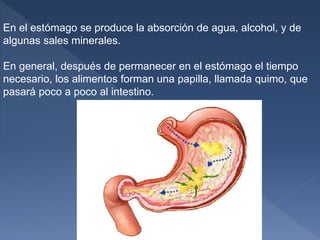 En el estómago se produce la absorción de agua, alcohol, y de
algunas sales minerales.
En general, después de permanecer en el estómago el tiempo
necesario, los alimentos forman una papilla, llamada quimo, que
pasará poco a poco al intestino.
 