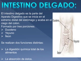 El intestino delgado es la parte del
Aparato Digestivo que se inicia en el
extremo distal del estómago y acaba en el
ciego del colon.
Formado por tres porciones:
 Duodeno
 Yeyuno
 Íleon
Se realizan dos funciones distintas:
 La digestión química total de los
alimentos
 La absorción de éstos.
 