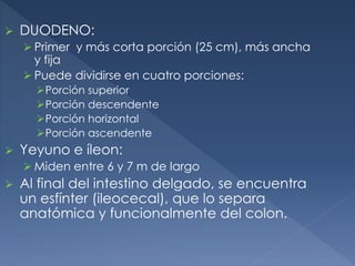  DUODENO:
 Primer y más corta porción (25 cm), más ancha
y fija
 Puede dividirse en cuatro porciones:
Porción superior
Porción descendente
Porción horizontal
Porción ascendente
 Yeyuno e íleon:
 Miden entre 6 y 7 m de largo
 Al final del intestino delgado, se encuentra
un esfínter (ileocecal), que lo separa
anatómica y funcionalmente del colon.
 
