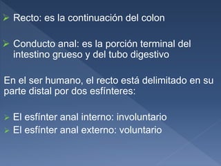  Recto: es la continuación del colon
 Conducto anal: es la porción terminal del
intestino grueso y del tubo digestivo
En el ser humano, el recto está delimitado en su
parte distal por dos esfínteres:
 El esfínter anal interno: involuntario
 El esfínter anal externo: voluntario
 