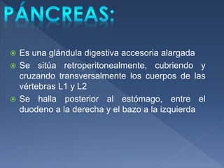 Es una glándula digestiva accesoria alargada
 Se sitúa retroperitonealmente, cubriendo y
cruzando transversalmente los cuerpos de las
vértebras L1 y L2
 Se halla posterior al estómago, entre el
duodeno a la derecha y el bazo a la izquierda
 