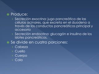  Produce:
› Secreción exocrina: jugo pancreático de las
células acinares, que excreta en el duodeno a
través de los conductos pancreáticos principal y
accesorio
› Secreción endocrina: glucagón e insulina de los
islotes pancreáticos.
 Se divide en cuatro porciones:
› Cabeza
› Cuello
› Cuerpo
› Cola
 