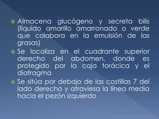  Almacena glucógeno y secreta bilis
(líquido amarillo amarronado o verde
que colabora en la emulsión de las
grasas)
 Se localiza en el cuadrante superior
derecho del abdomen, donde es
protegido por la caja torácica y el
diafragma
 Se sitúa por debajo de las costillas 7 del
lado derecho y atraviesa la línea media
hacia el pezón izquierdo
 