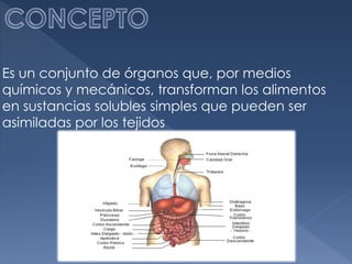 Es un conjunto de órganos que, por medios
químicos y mecánicos, transforman los alimentos
en sustancias solubles simples que pueden ser
asimiladas por los tejidos
 
