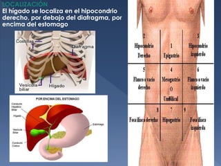 LOCALIZACIÓN
El hígado se localiza en el hipocondrio
derecho, por debajo del diafragma, por
encima del estomago
 